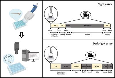 Modulation of sleep behavior in zebrafish larvae by pharmacological targeting of the orexin receptor